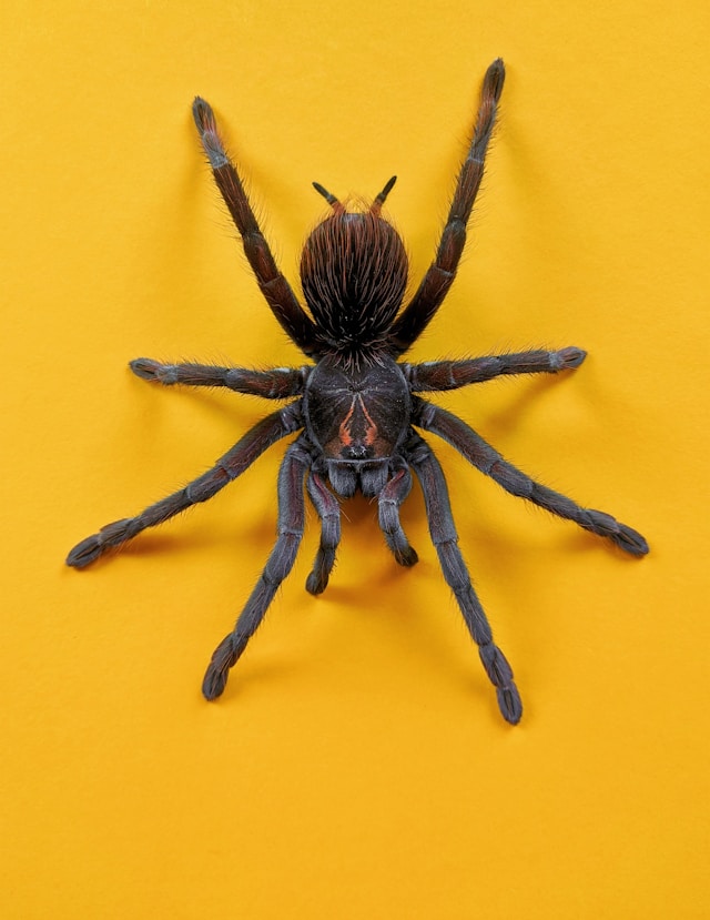 blue and brown tarantula on yellow wall