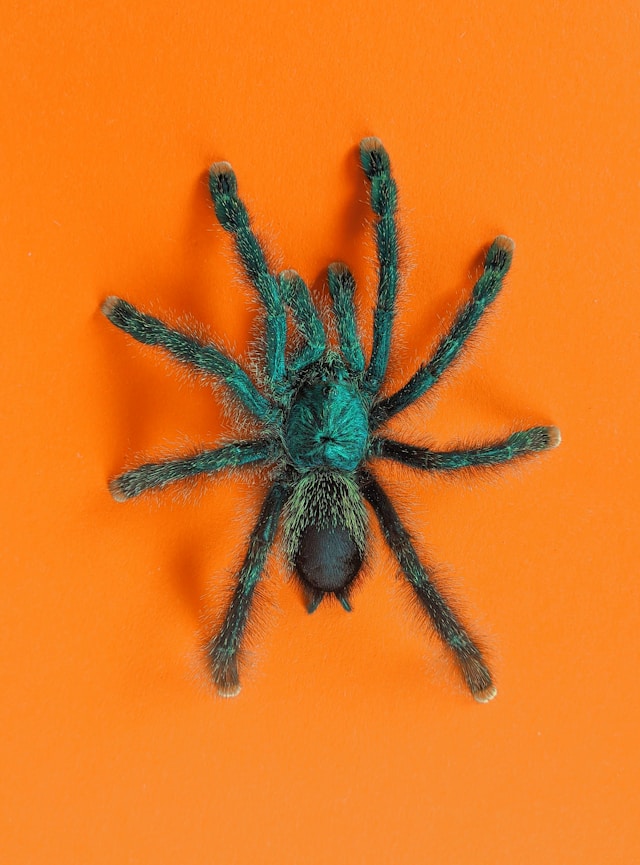 green tarantula on orange wall