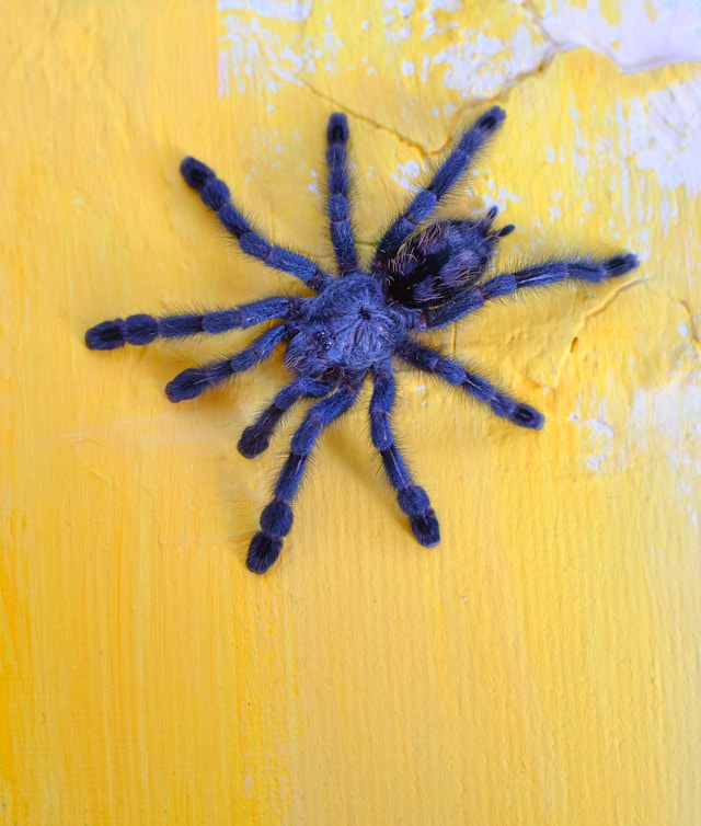 blue tarantula on yellow table